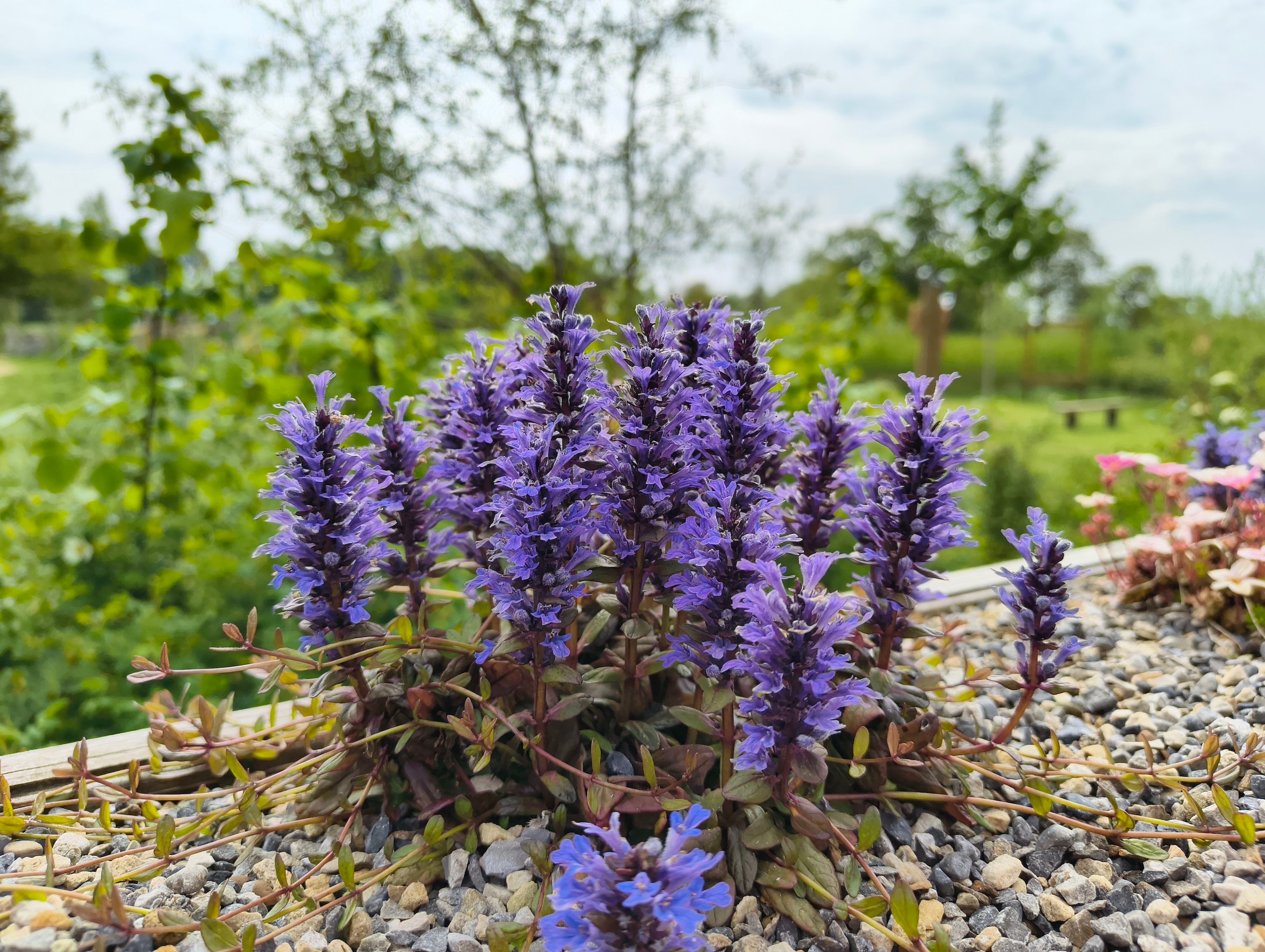 A photo taken with the Nothing CMF Phone 2 Pro.