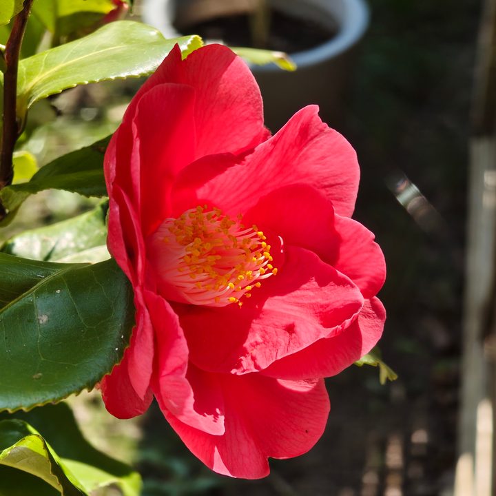 A photo taken with the Nothing Phone 3a Pro's 3x camera.