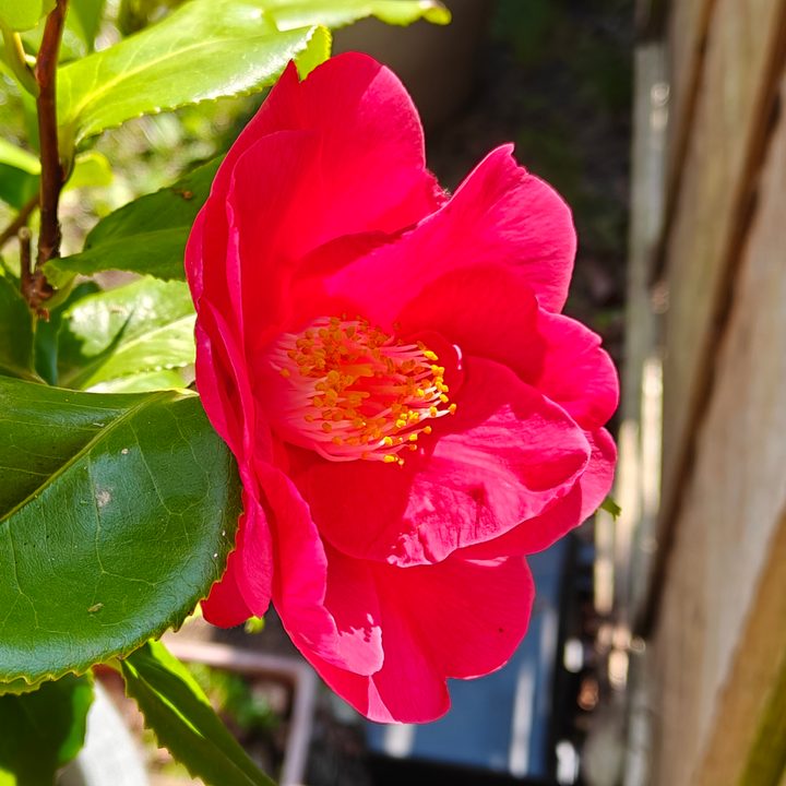 A photo taken with the OnePlus 13R's 2x camera.