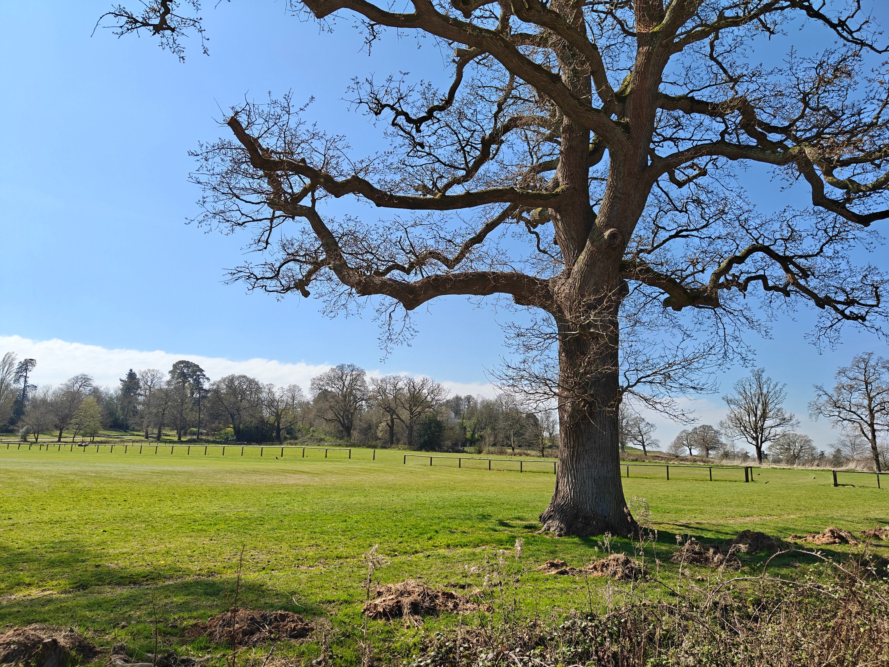 A photo taken with the OnePlus 13R's main camera.