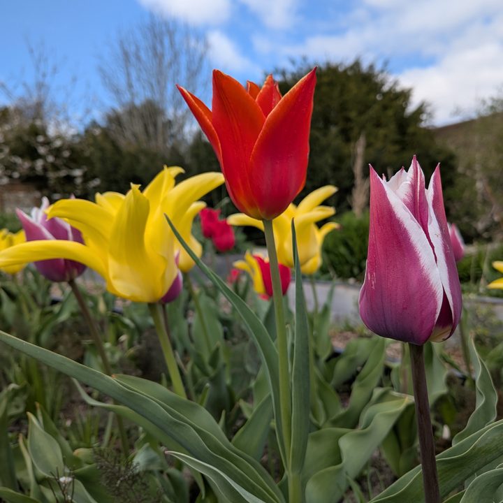 A photo taken with the Pixel 9a.
