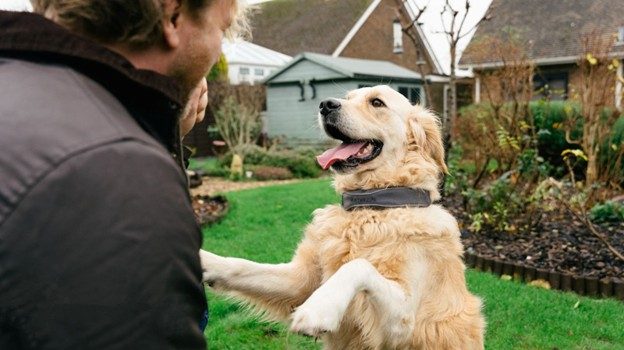 A dog with a Satellai collar.