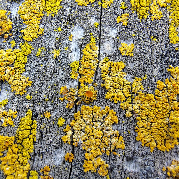 Moto G Stylus 2025 Macro shot