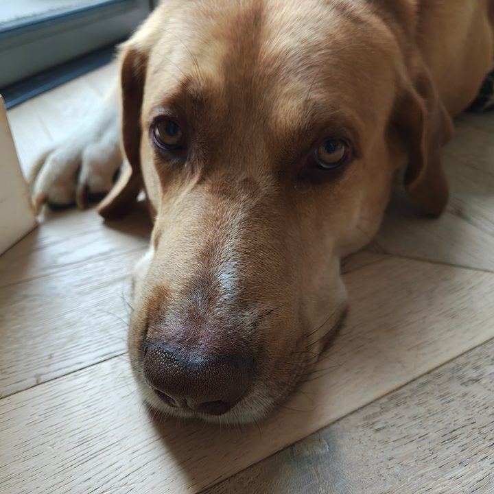 Motorola Razr Ultra 2025 sample photos