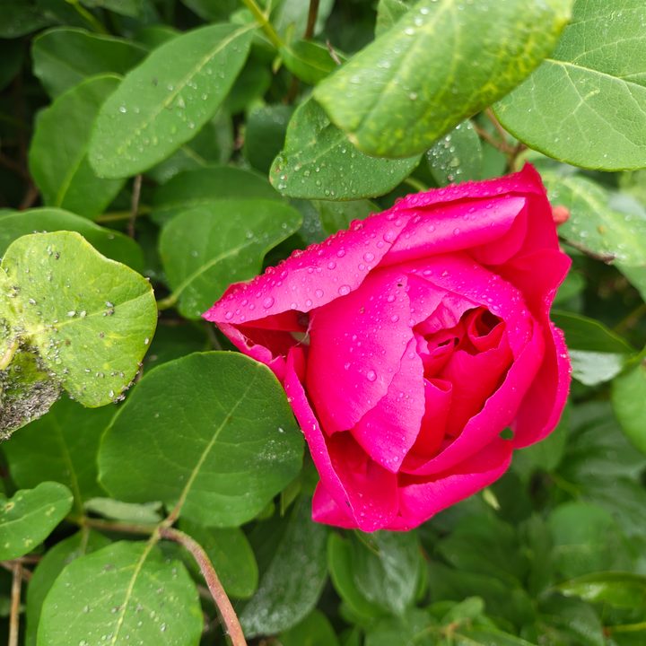 Motorola Razr Ultra 2025 sample photos