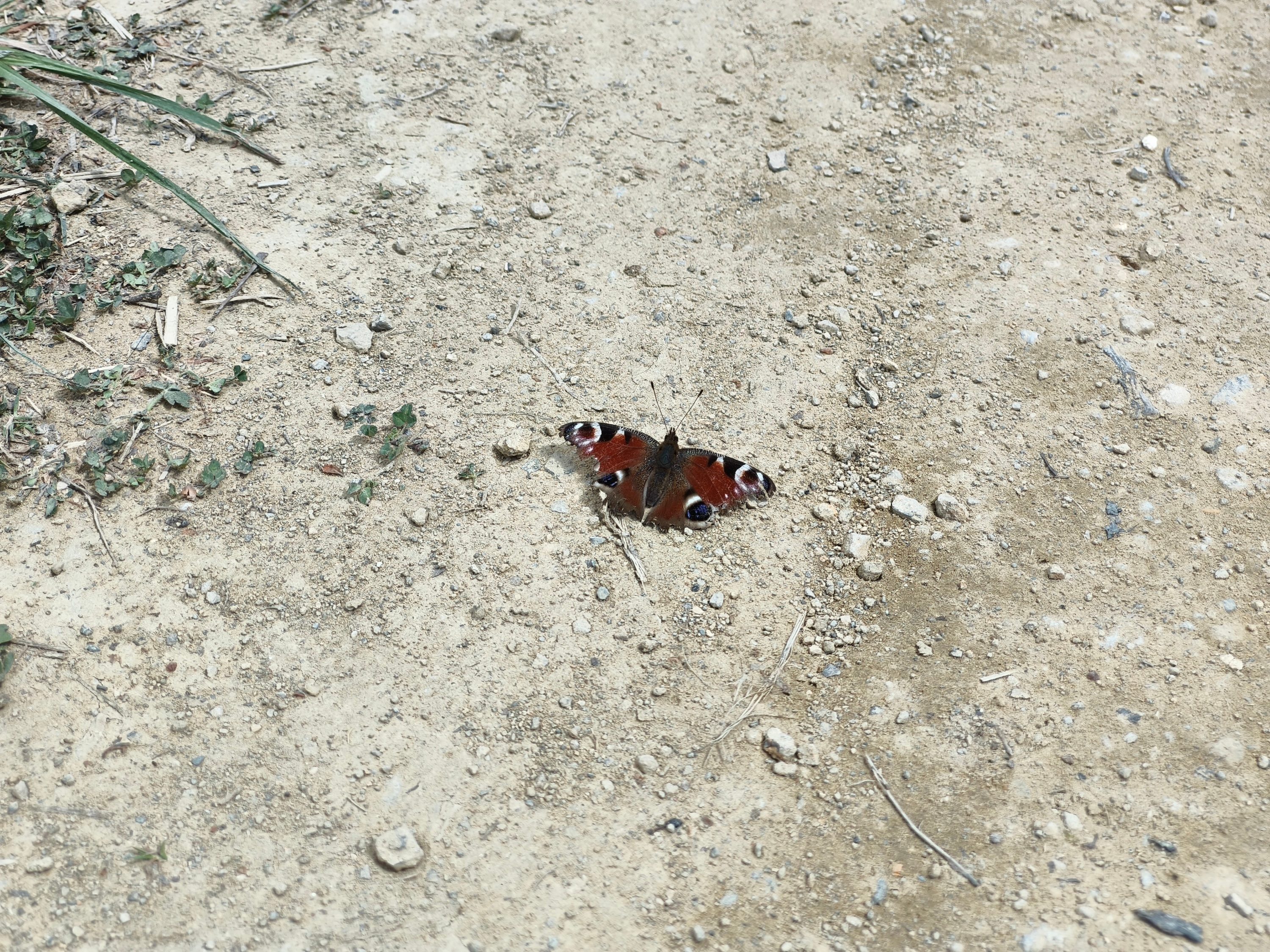 A photo taken with the CMF Phone 2 Pro's 2x zoom.