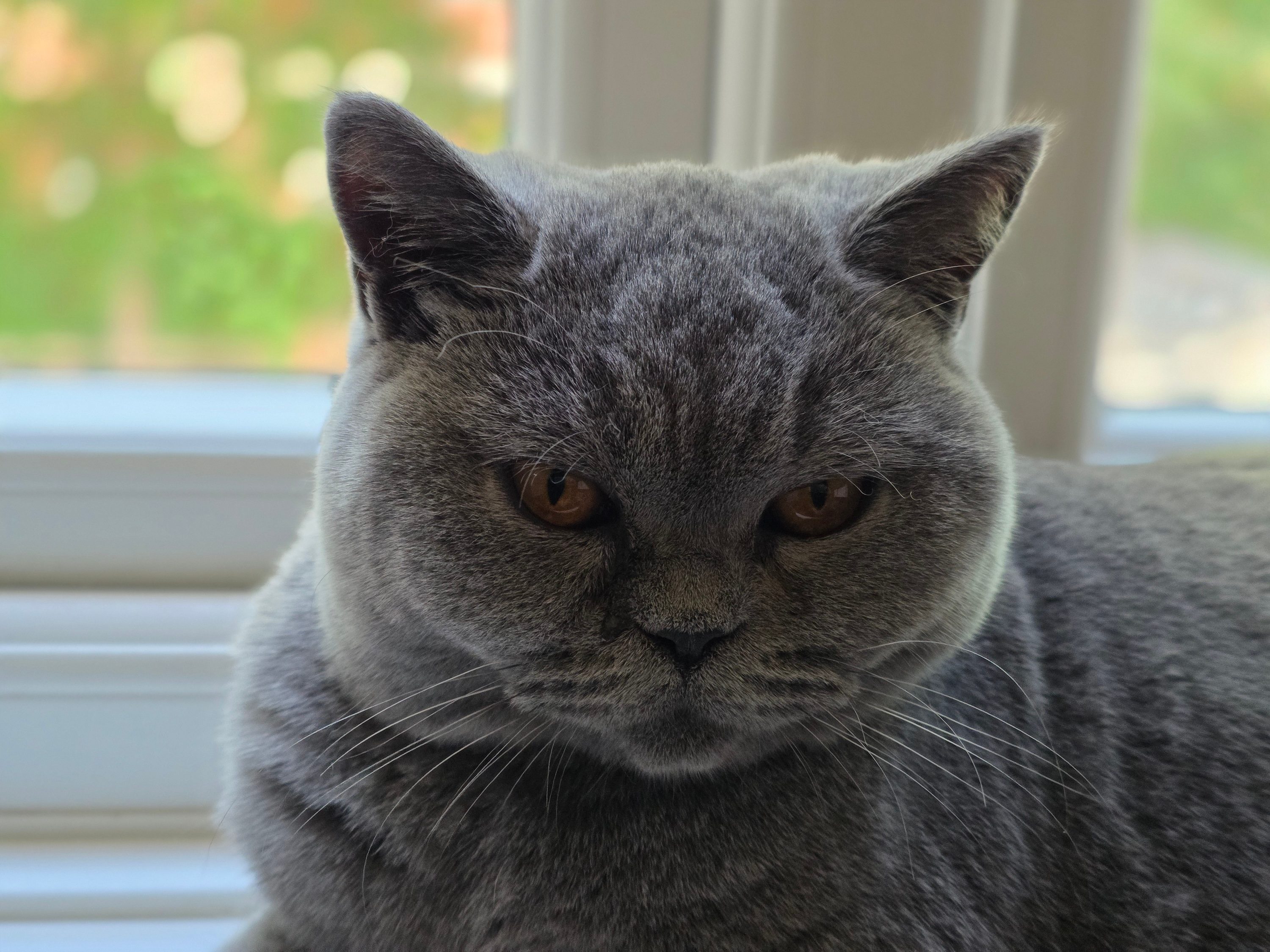 A photo taken with the Samsung Galaxy S25 Edge's Portrait mode.