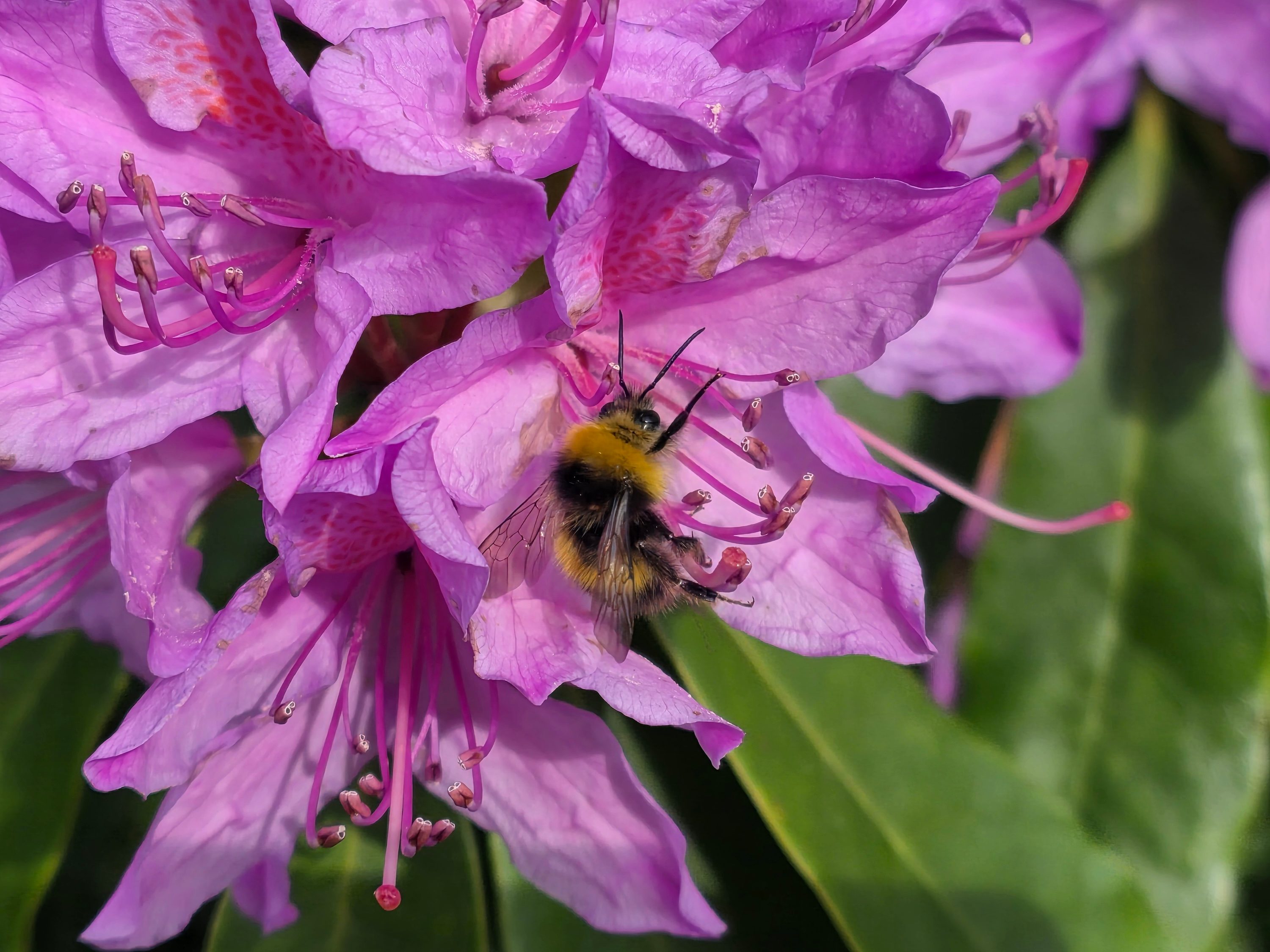 A photo taken using the Samsung Galaxy S25 Edge's 3x optical quality zoom.