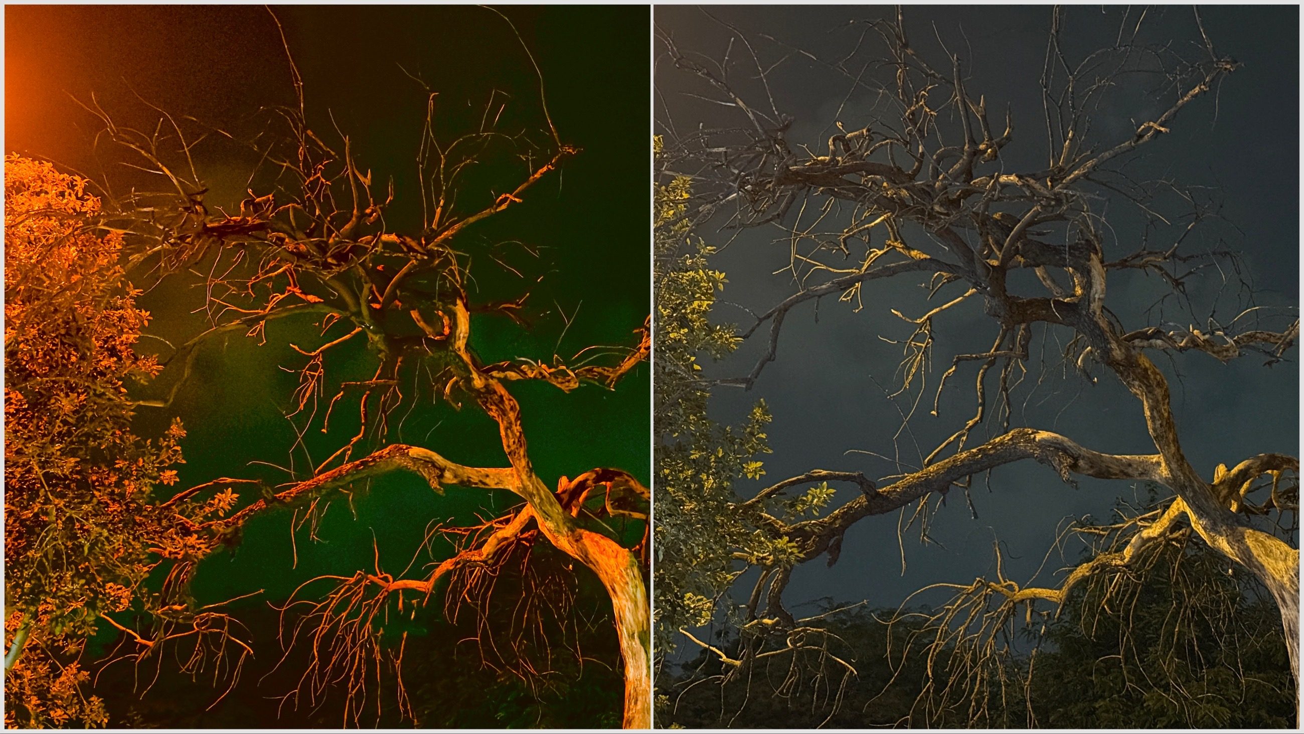 Night tree sample from VSCO Capture app.