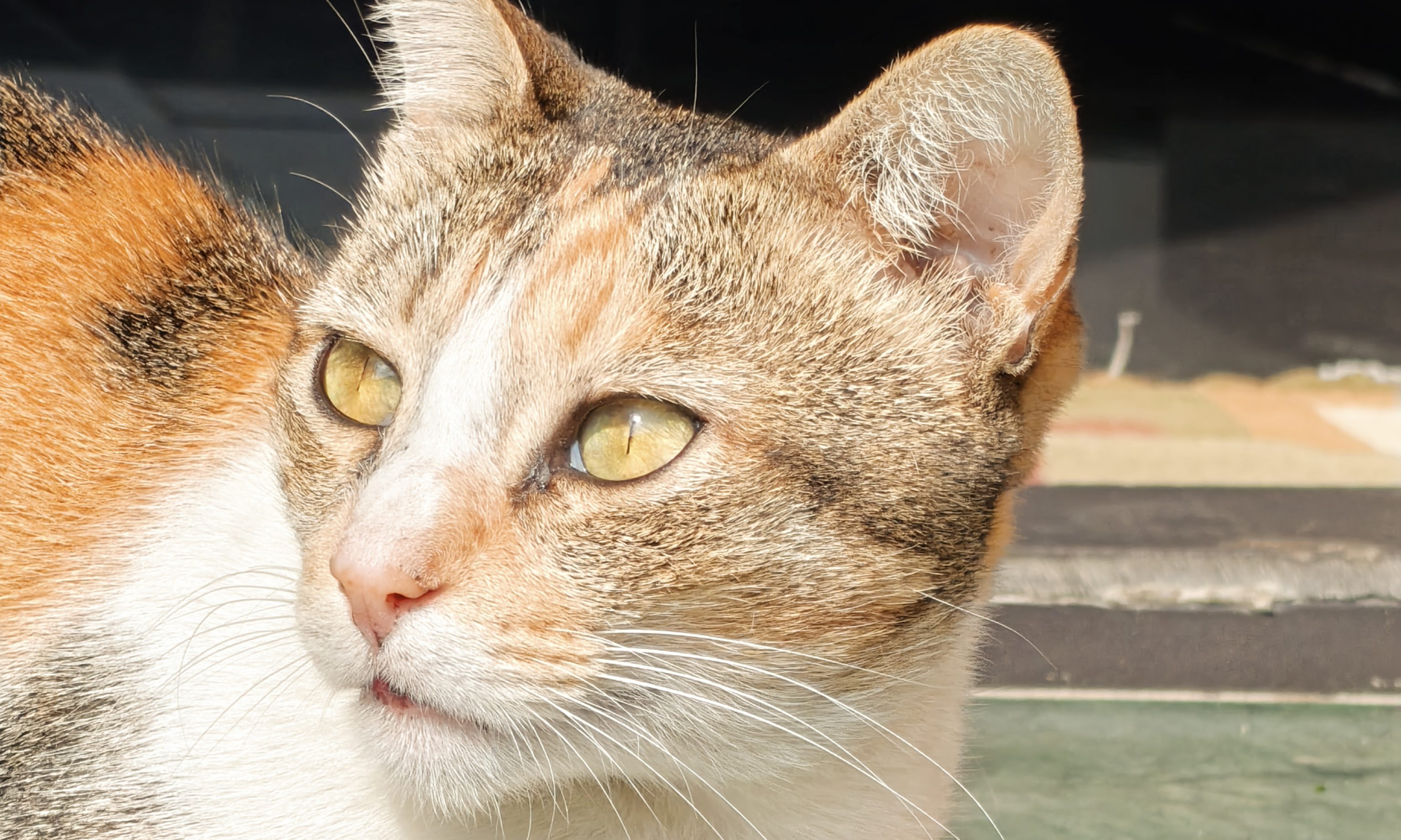 Cat clicked by OnePlus 15.