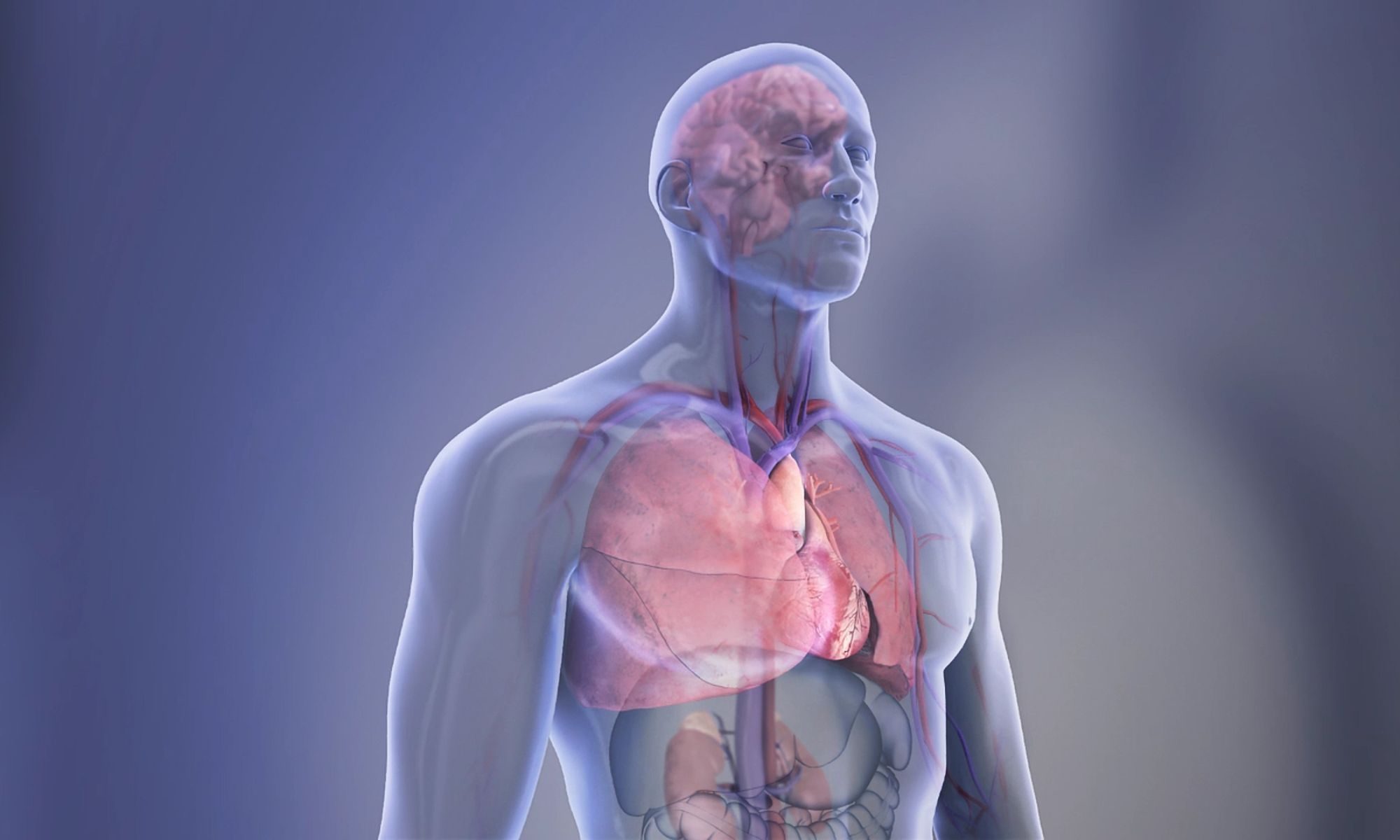 Organs in the body 
