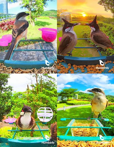 four images from humbirdy feeder