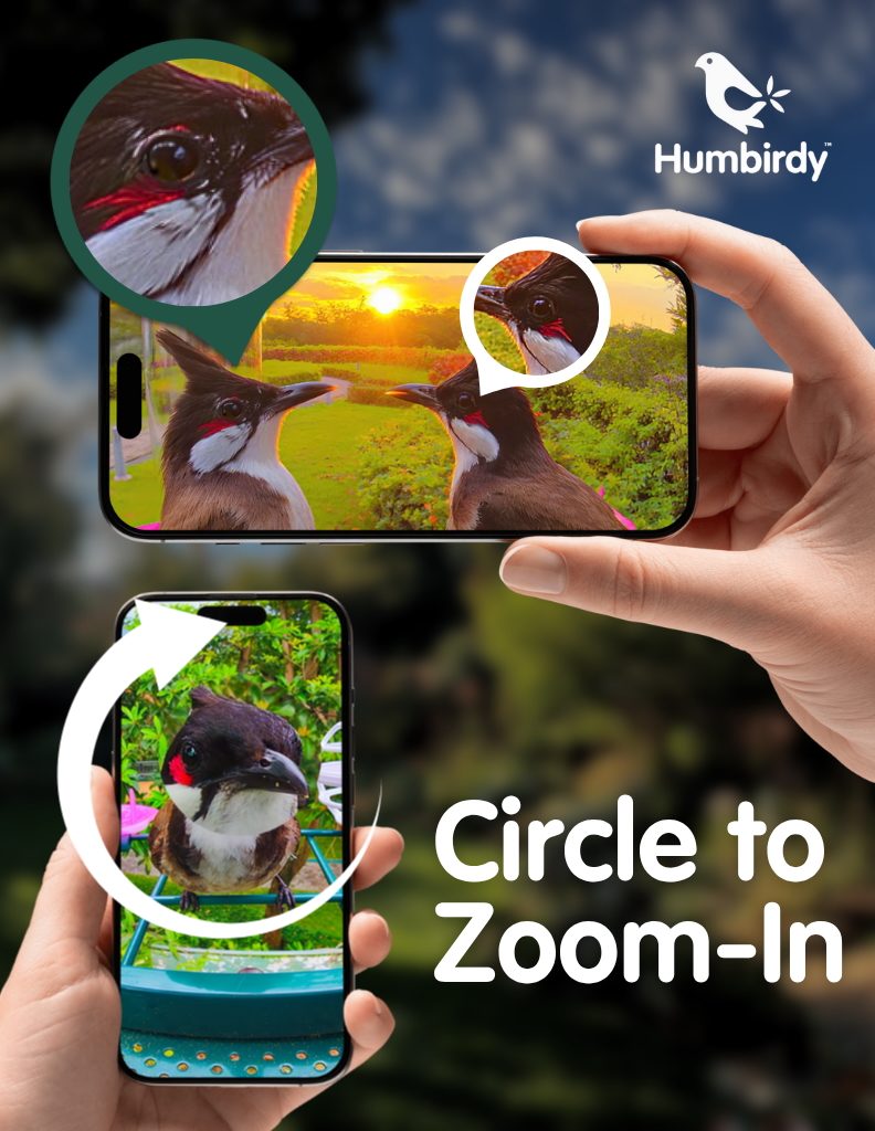 Humbirdy zoom on a picture