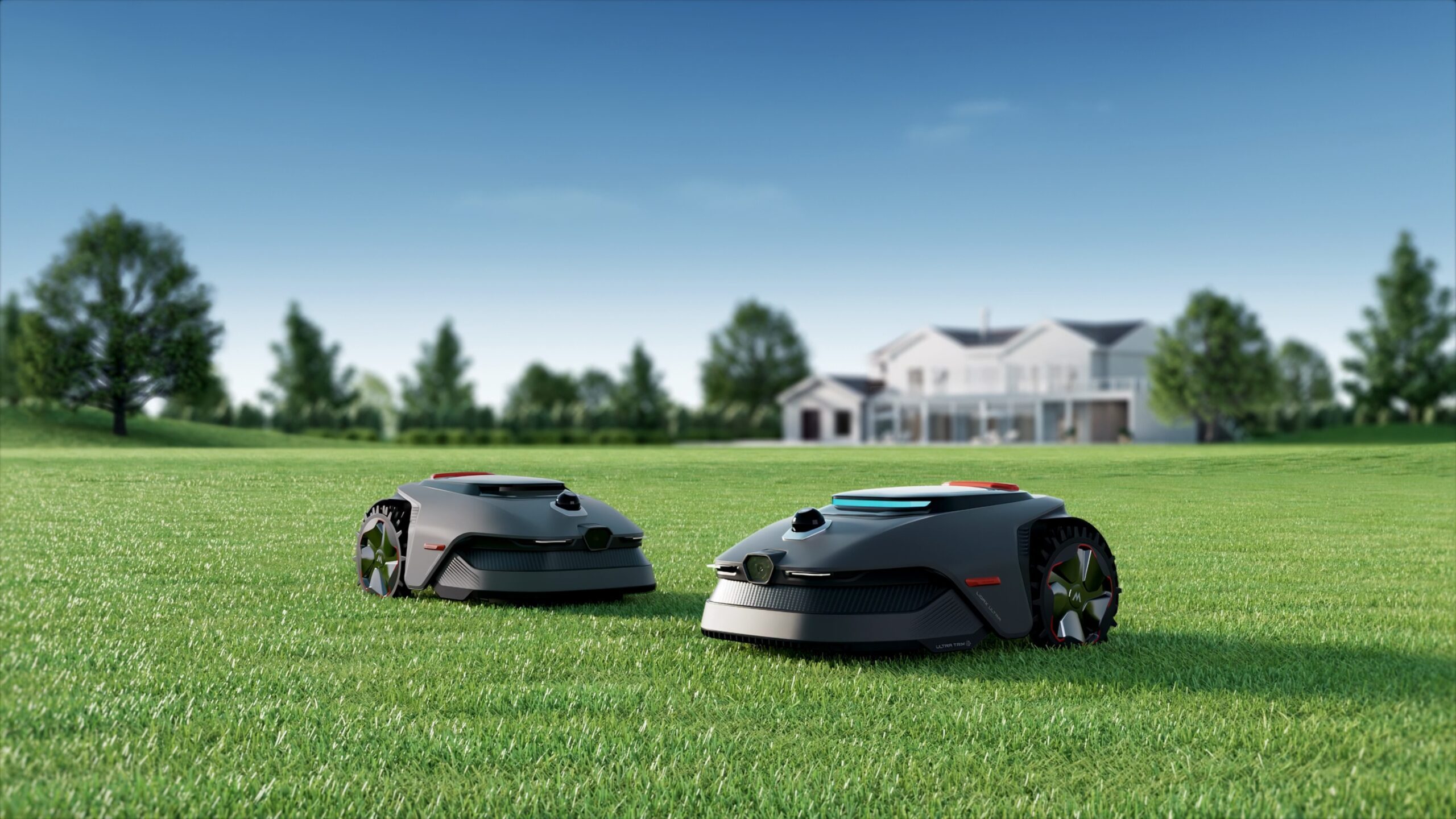Grass, Lawn, Plant