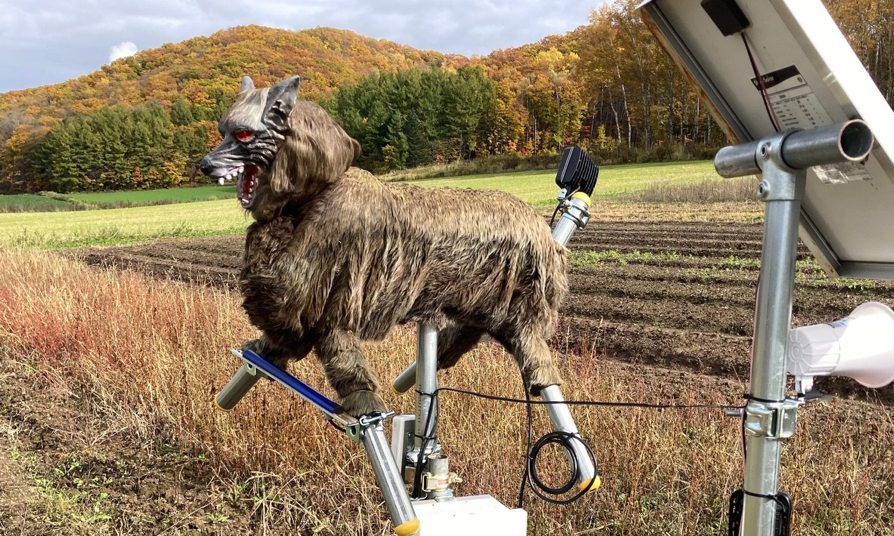 Monster Wolf Robot in Japan