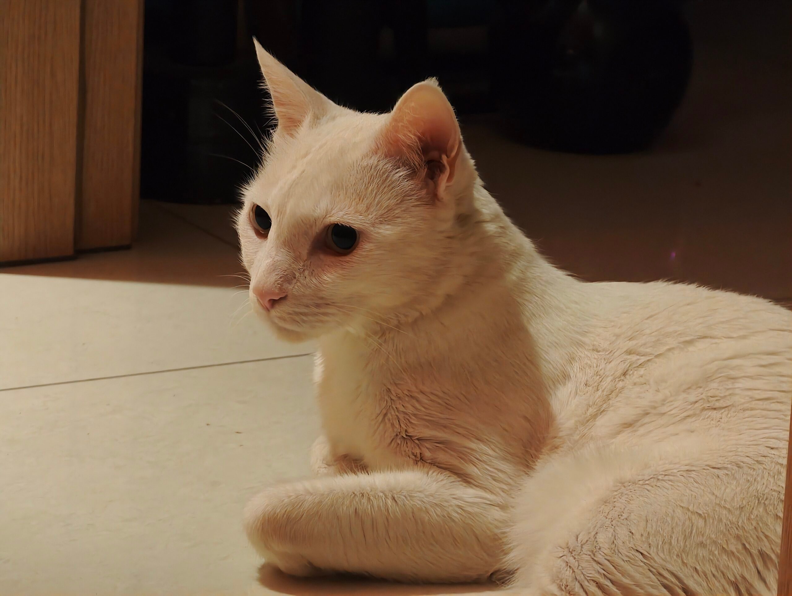 Pet (1) - Xiaomi 17 Ultra Camera Review