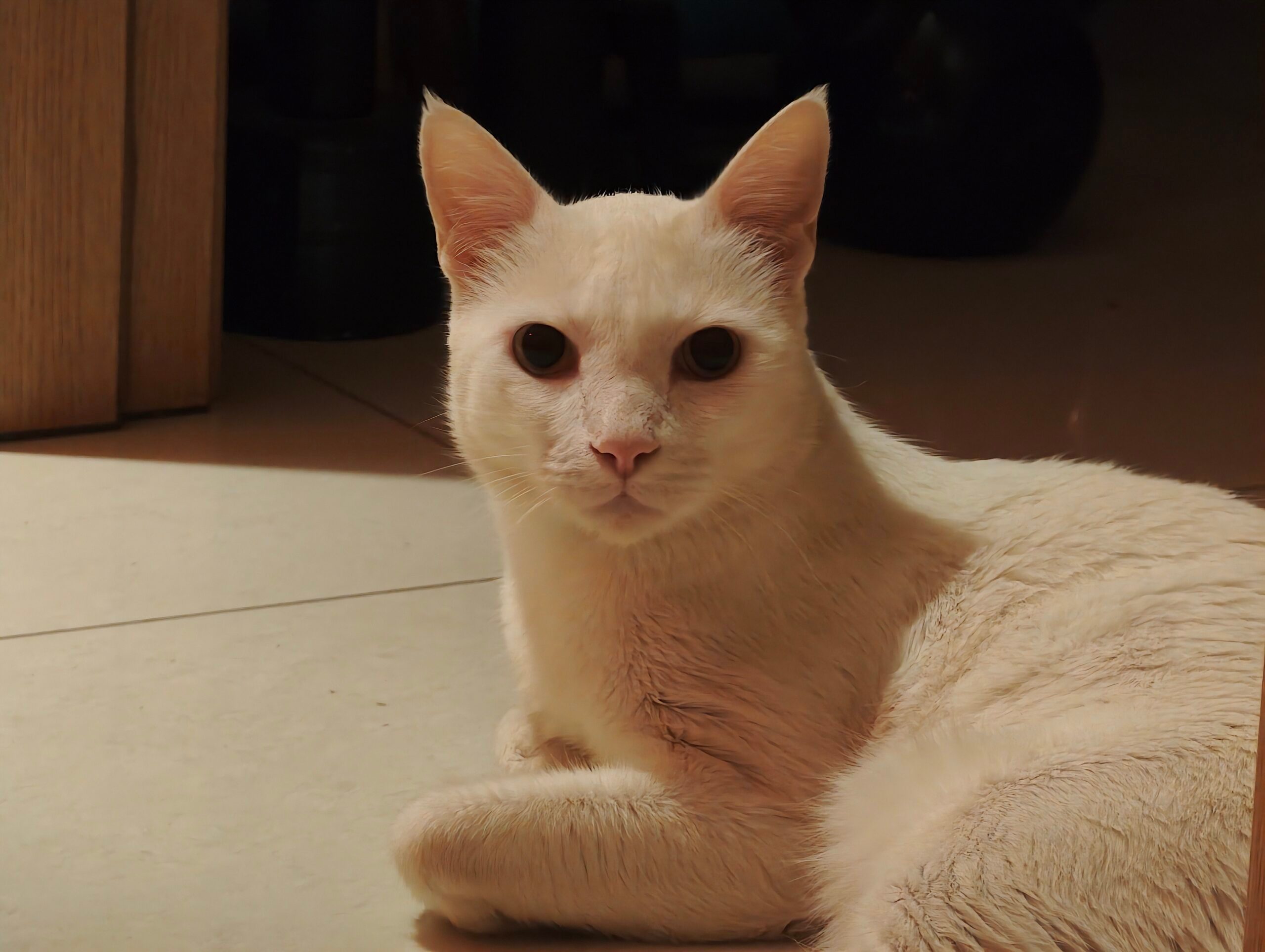 Pet (2) - Xiaomi 17 Ultra Camera Review