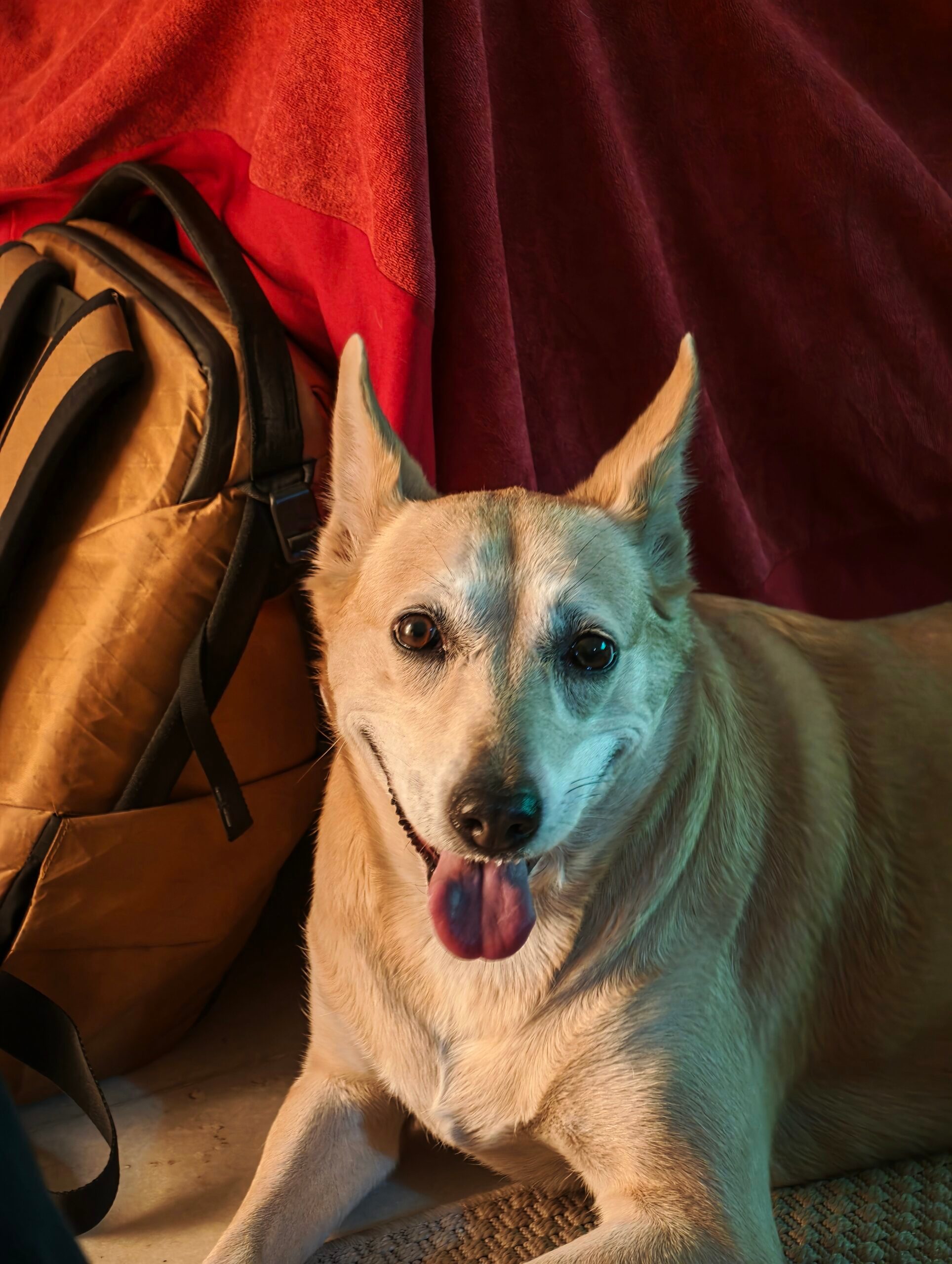 Pet (3) - Xiaomi 17 Ultra Camera Review