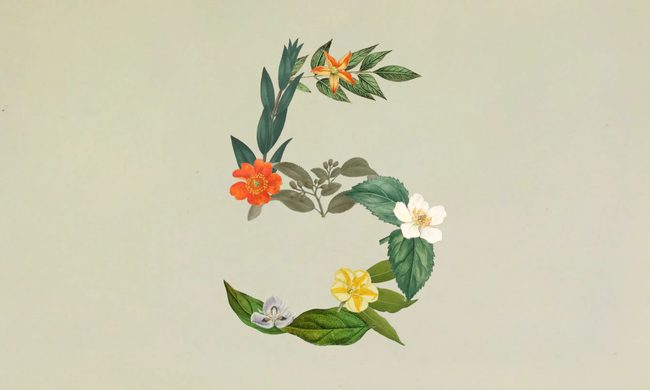 Art, Floral Design, Graphics