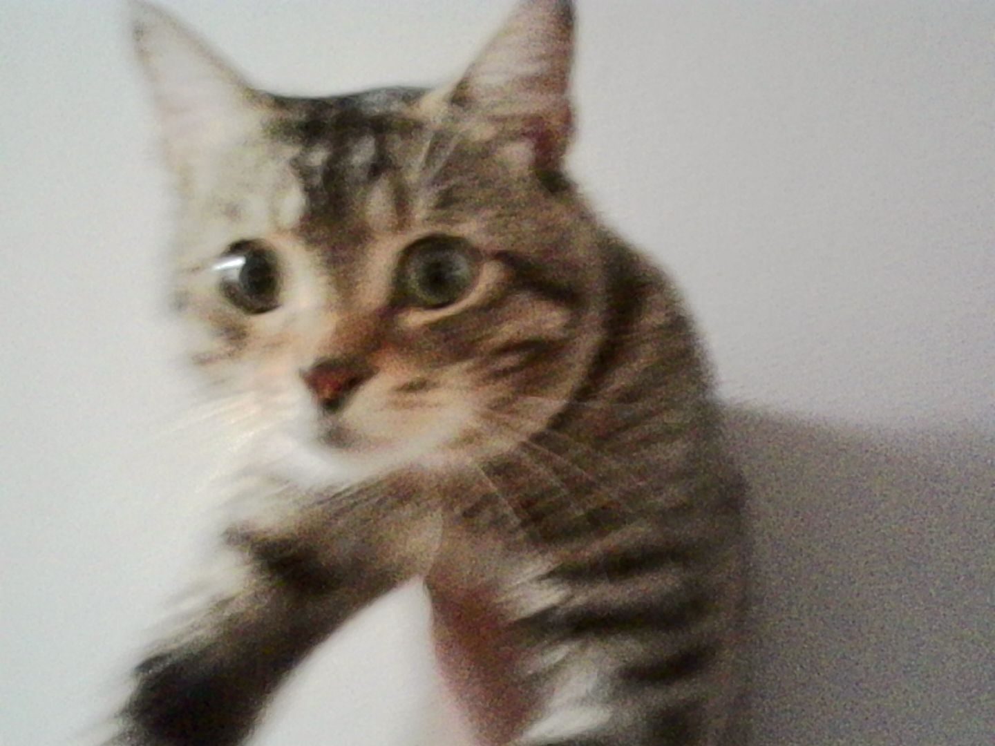 Abyssinian, Animal, Cat