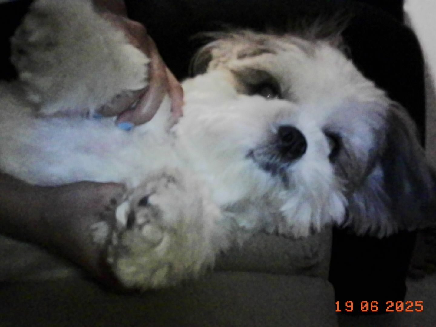 Animal, Canine, Dog