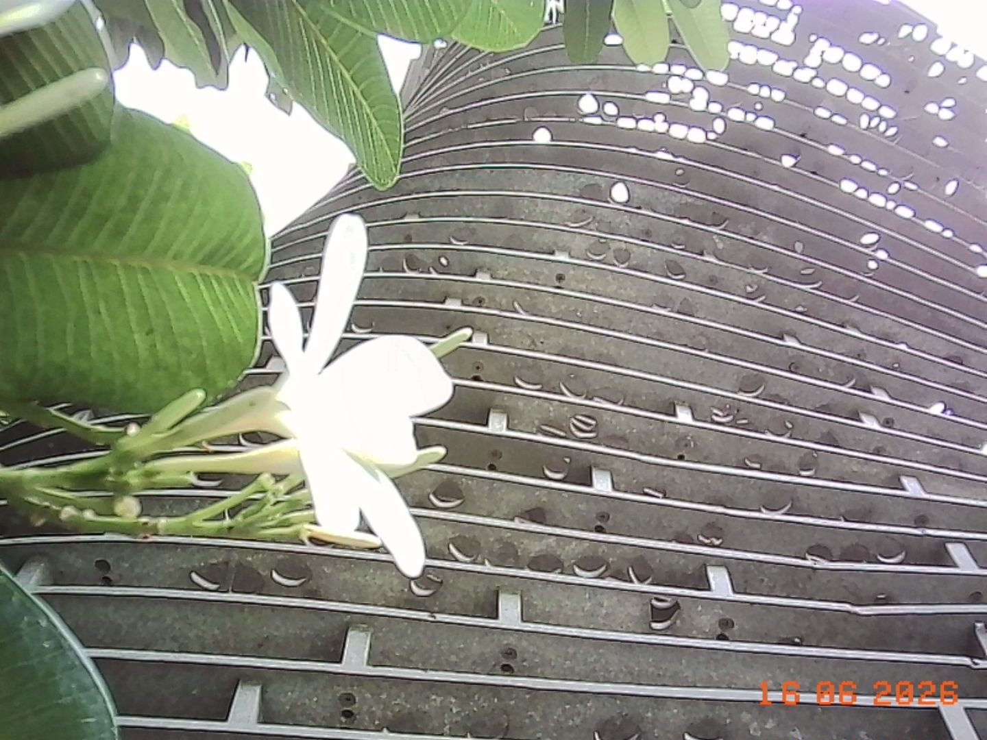 Flower, Petal, Plant