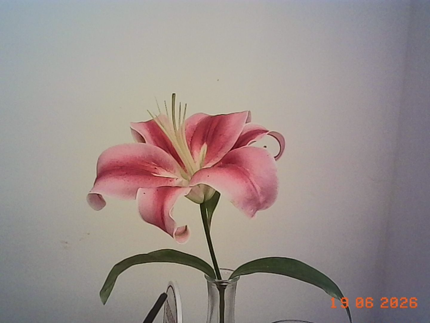 Flower, Plant, Petal