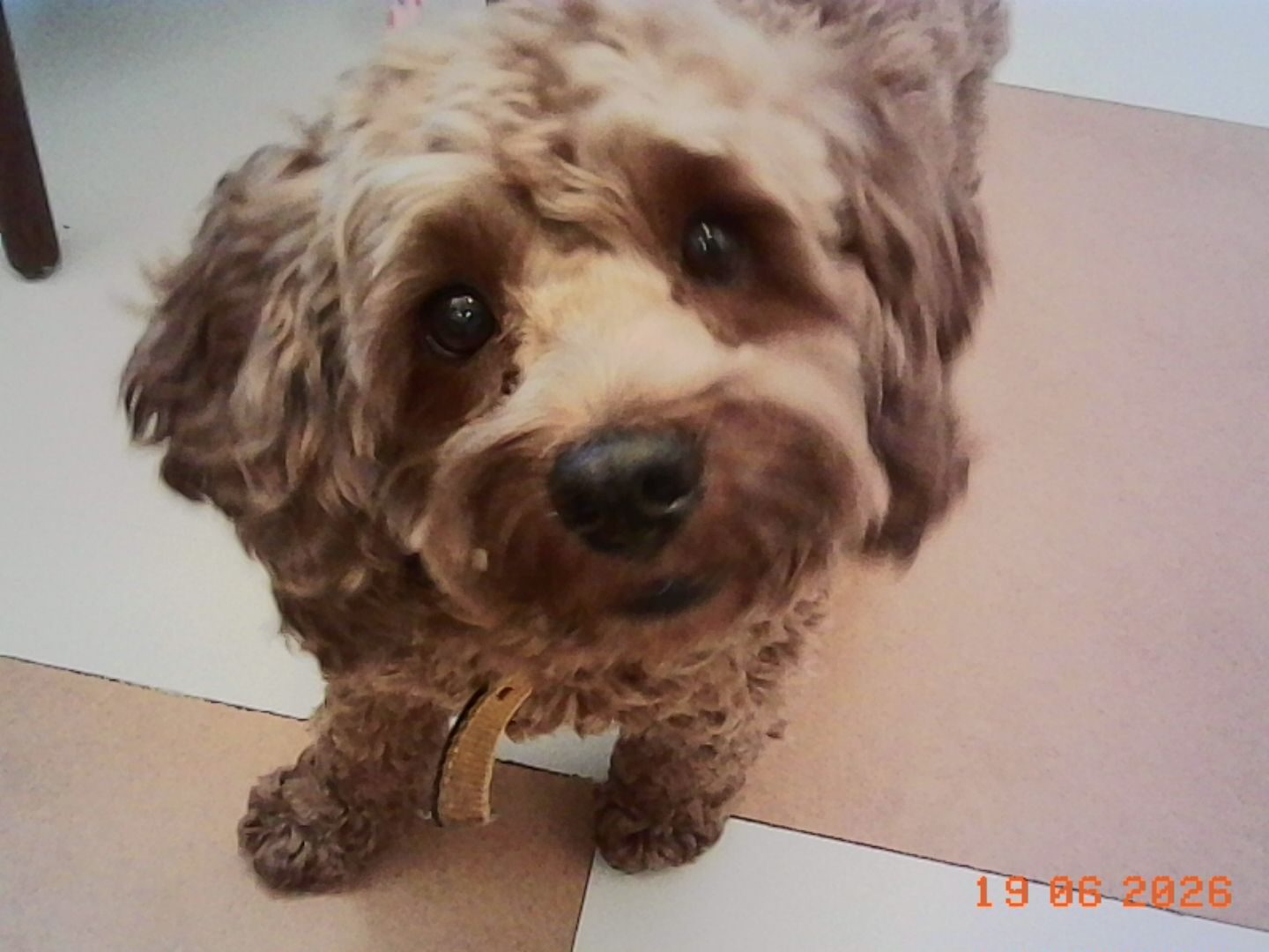 Animal, Canine, Dog