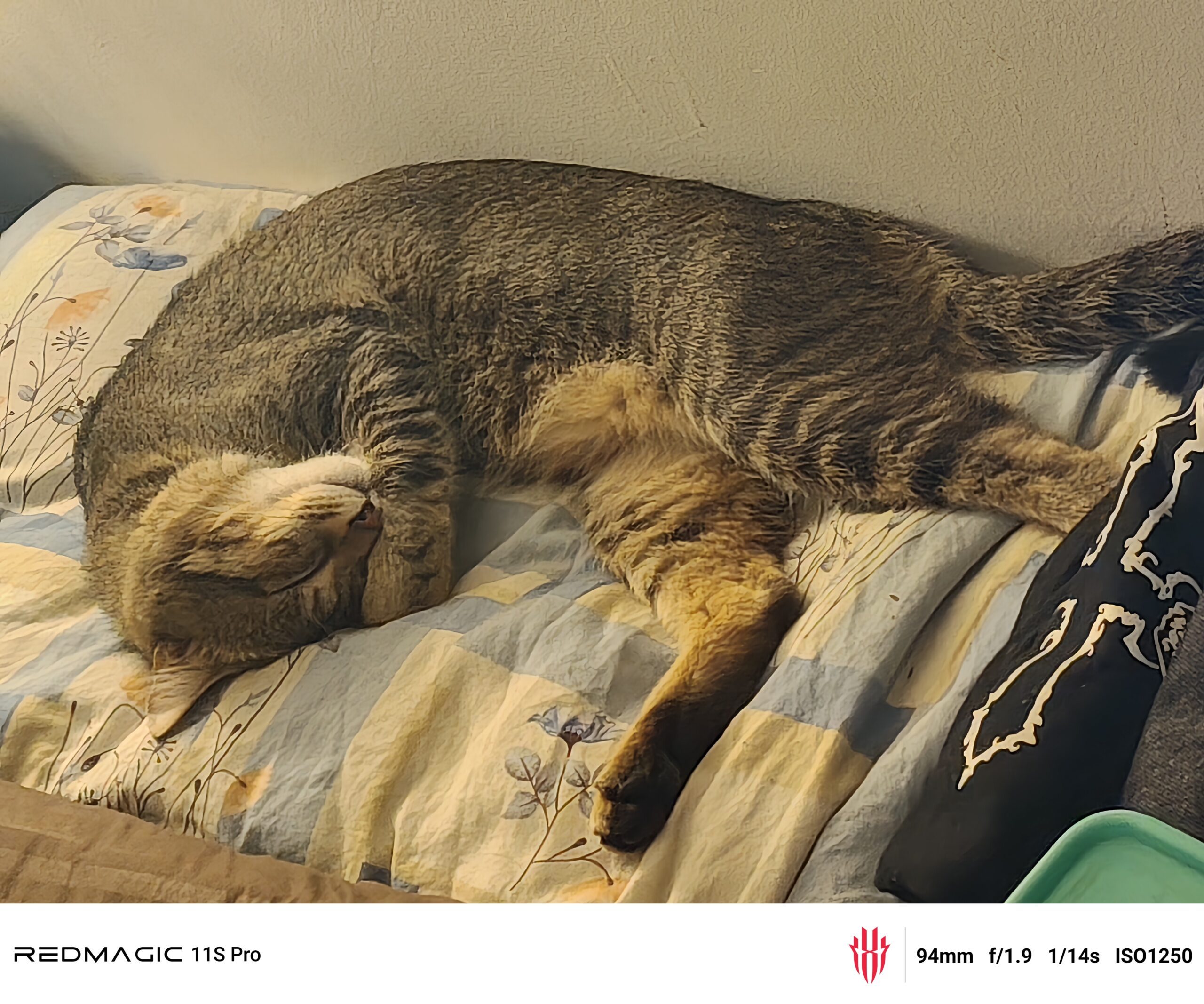 Couch, Furniture, Animal