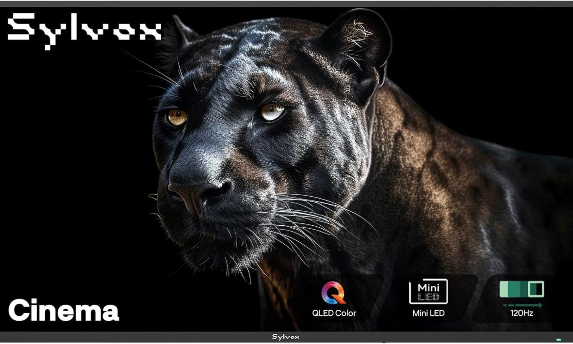 Animal, Mammal, Panther