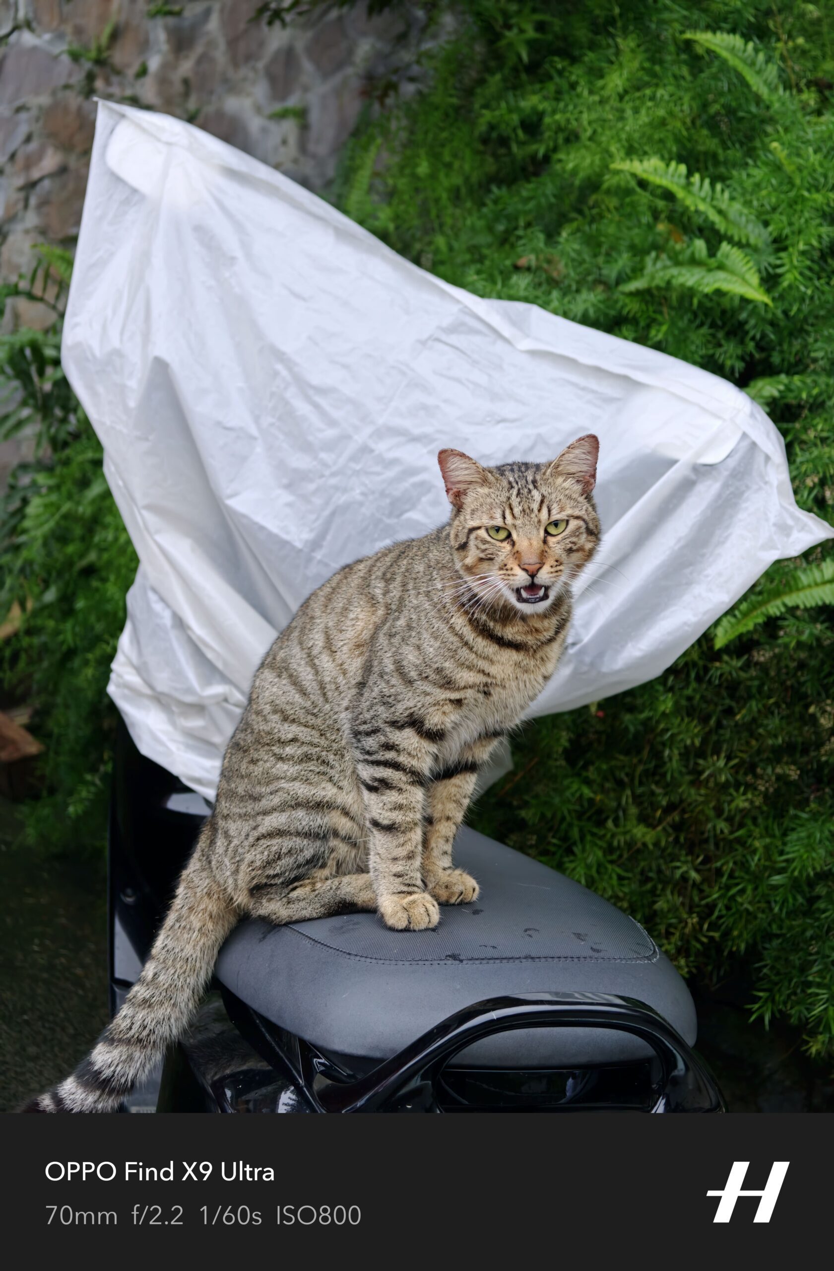 cat shot oppo