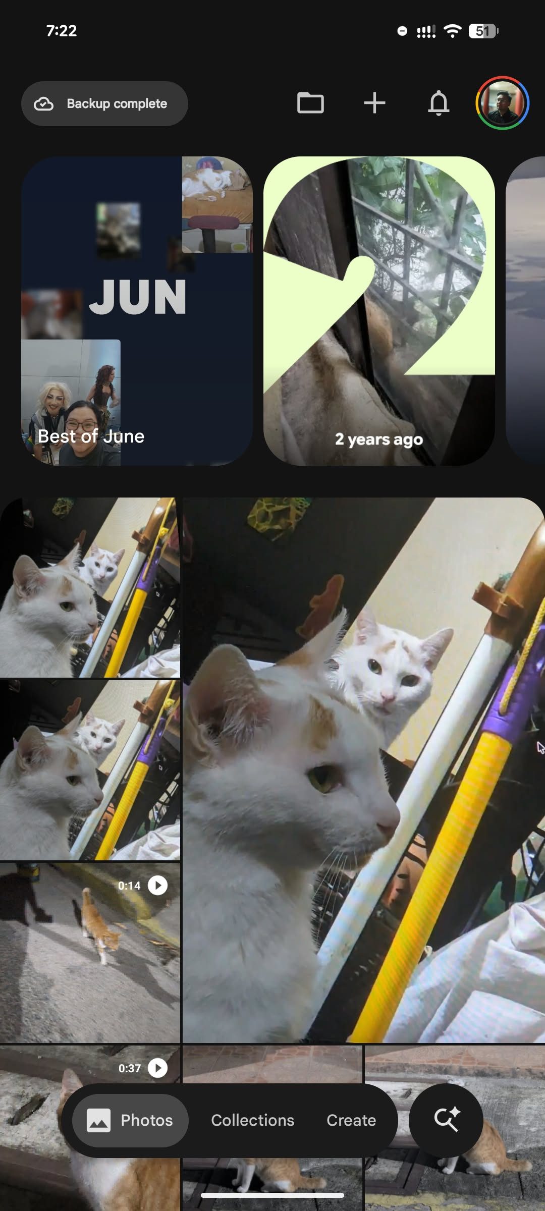 Animal, Cat, Mammal