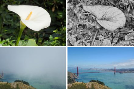 Adobe’s Project Indigo camera app can now edit and critique your photos with AI