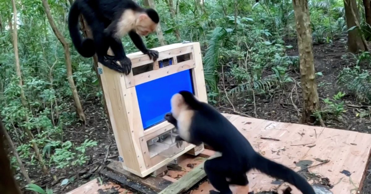 AI isn’t just being forced on us. Even forest monkeys are now a test audience in the name of science AI isn’t just being forced on us. Even forest monkeys are now a test audience in the name of science