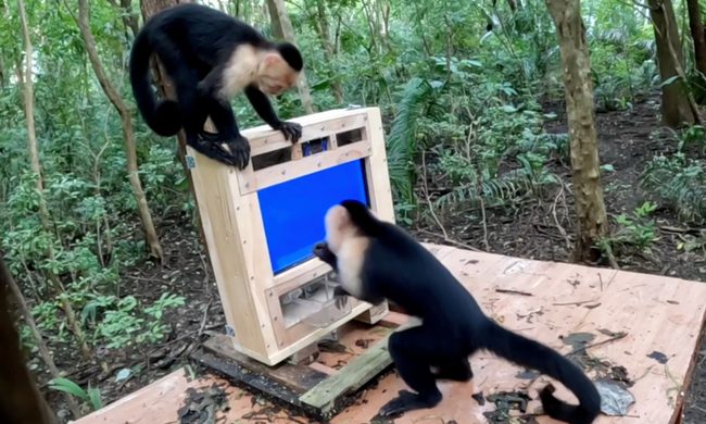 Capuchin interacting with CapuchinAI device