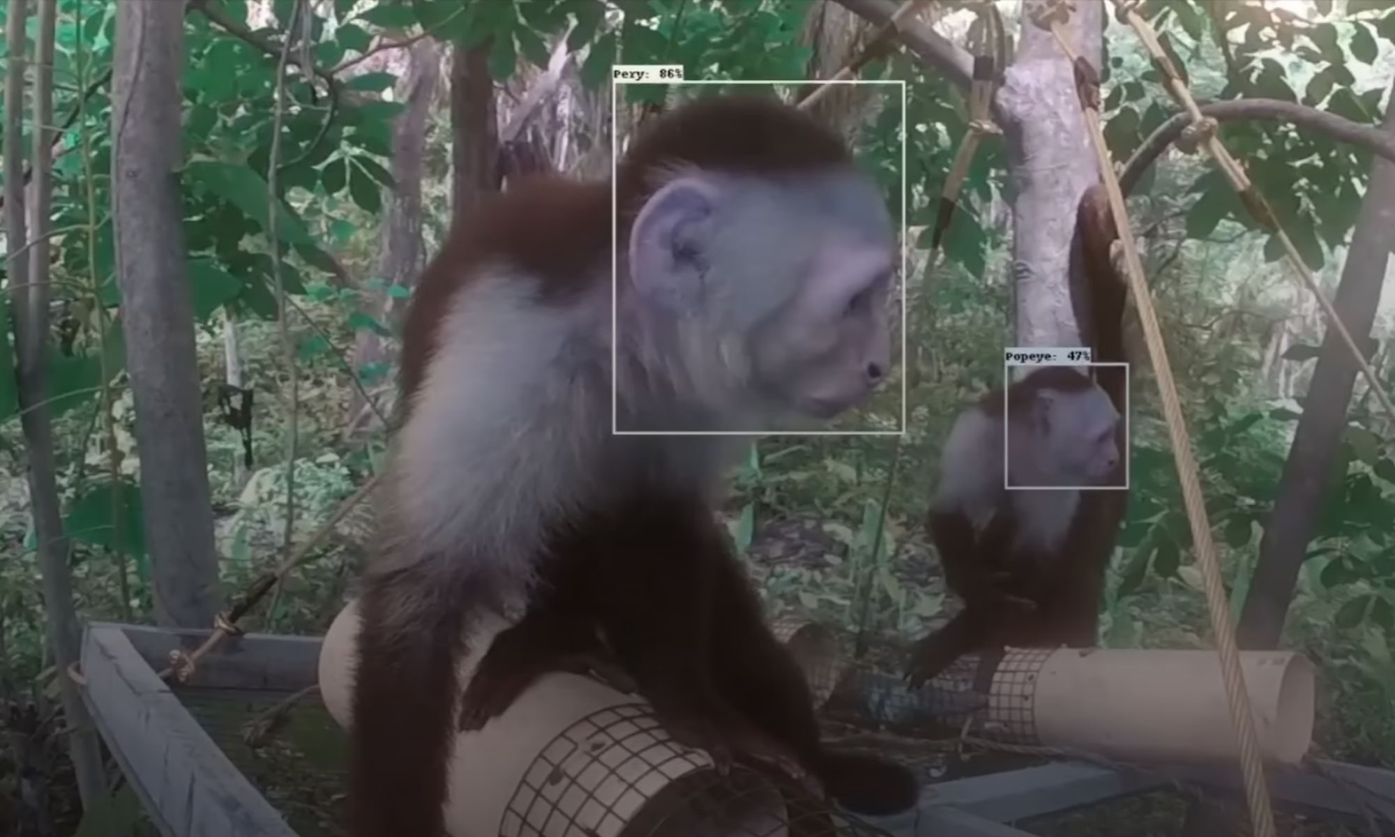 CapuchinAI facial recognition image