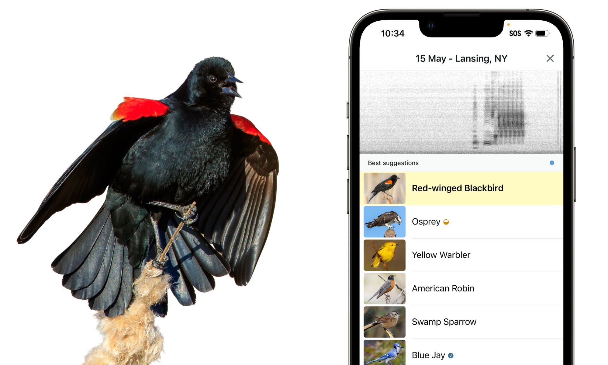 digitaltrends.com - Moinak Pal - Merlin bird ID app is now eyeing a global database of our vanishing feathery friends