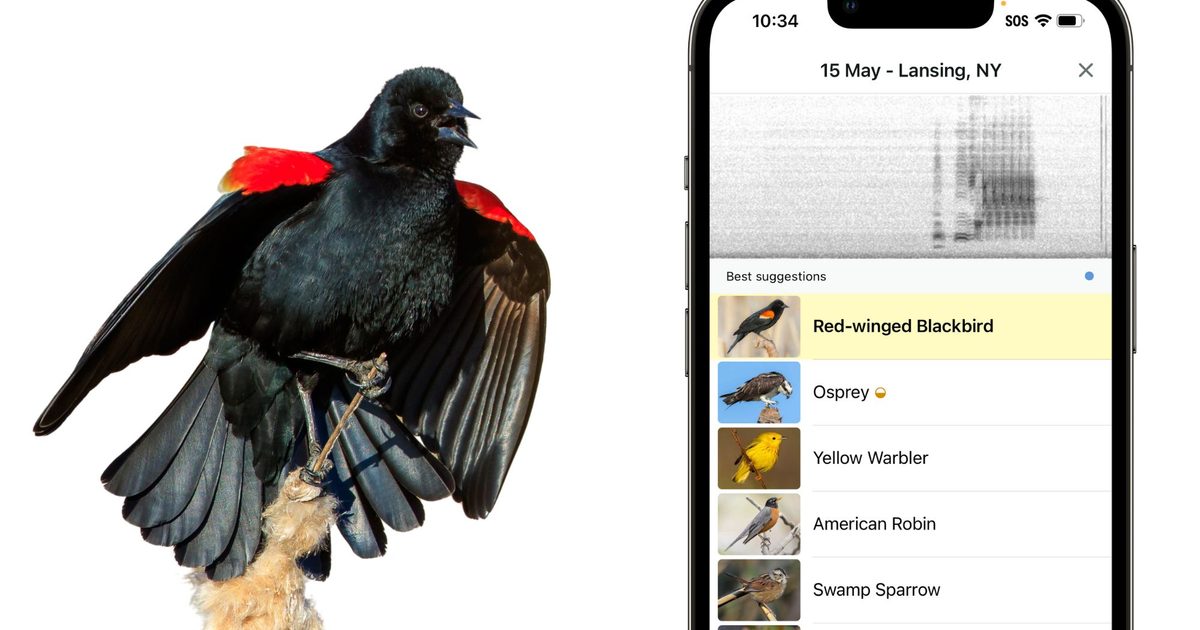 Merlin Integrates AI IDs into eBird Database