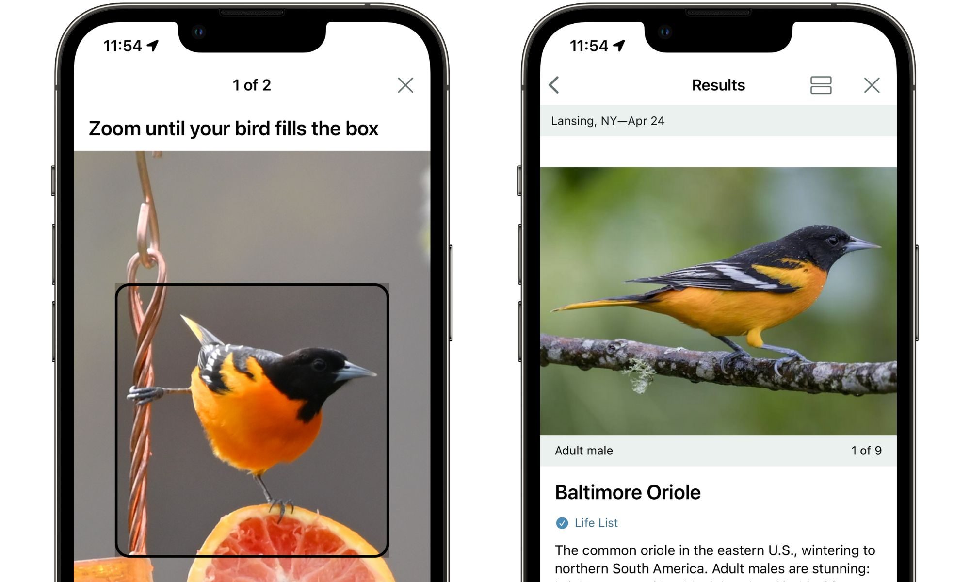 Merlin bird ID