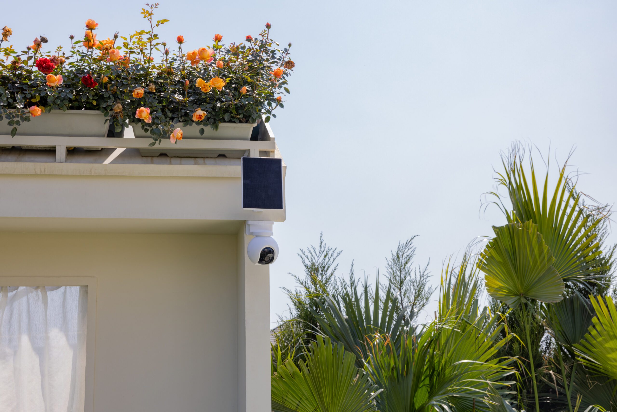 Plant, Potted Plant, Summer, Camera