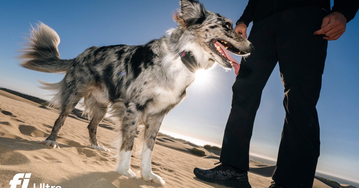 Your dog can run, but Fi’s new tracker makes sure you can still find them Your dog can run, but Fi’s new tracker makes sure you can still find them