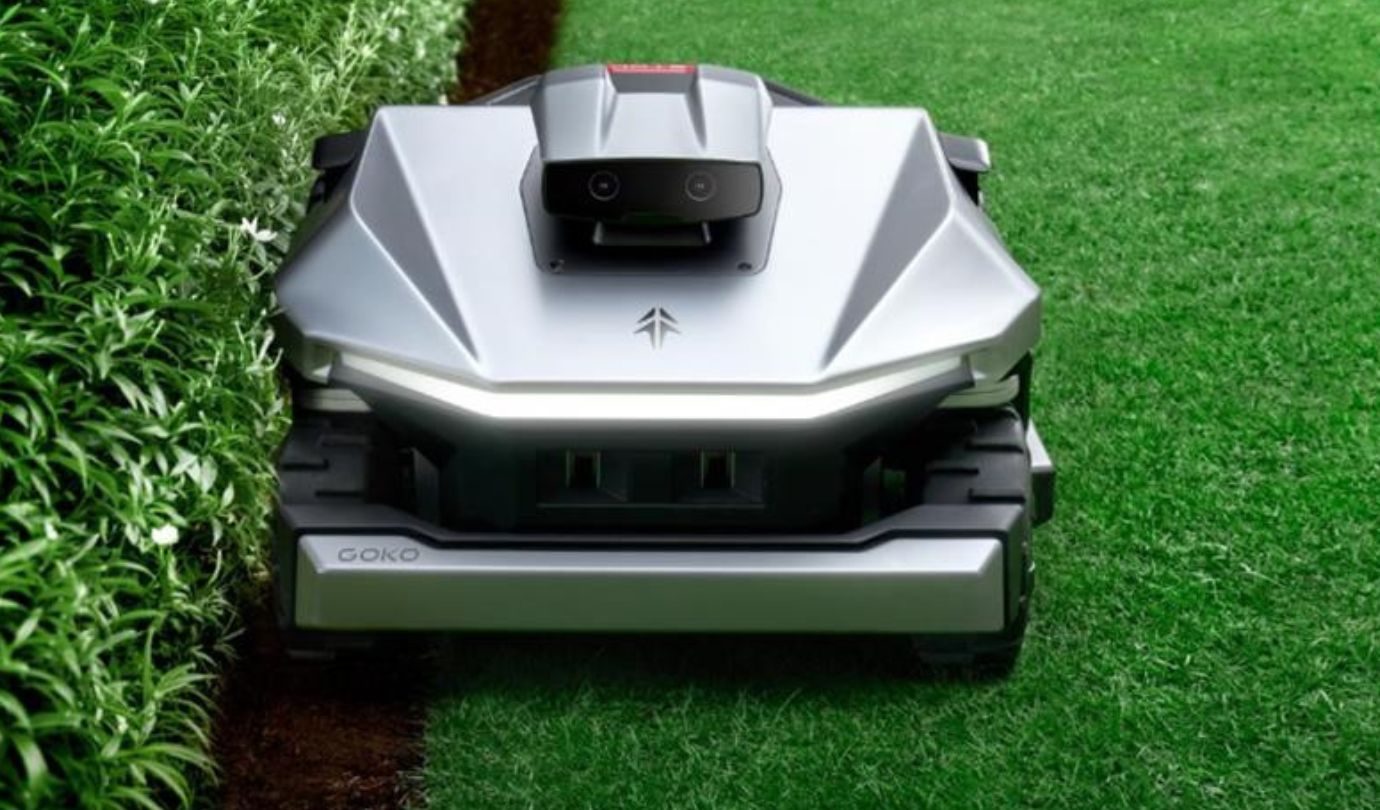 Grass, Lawn, Plant