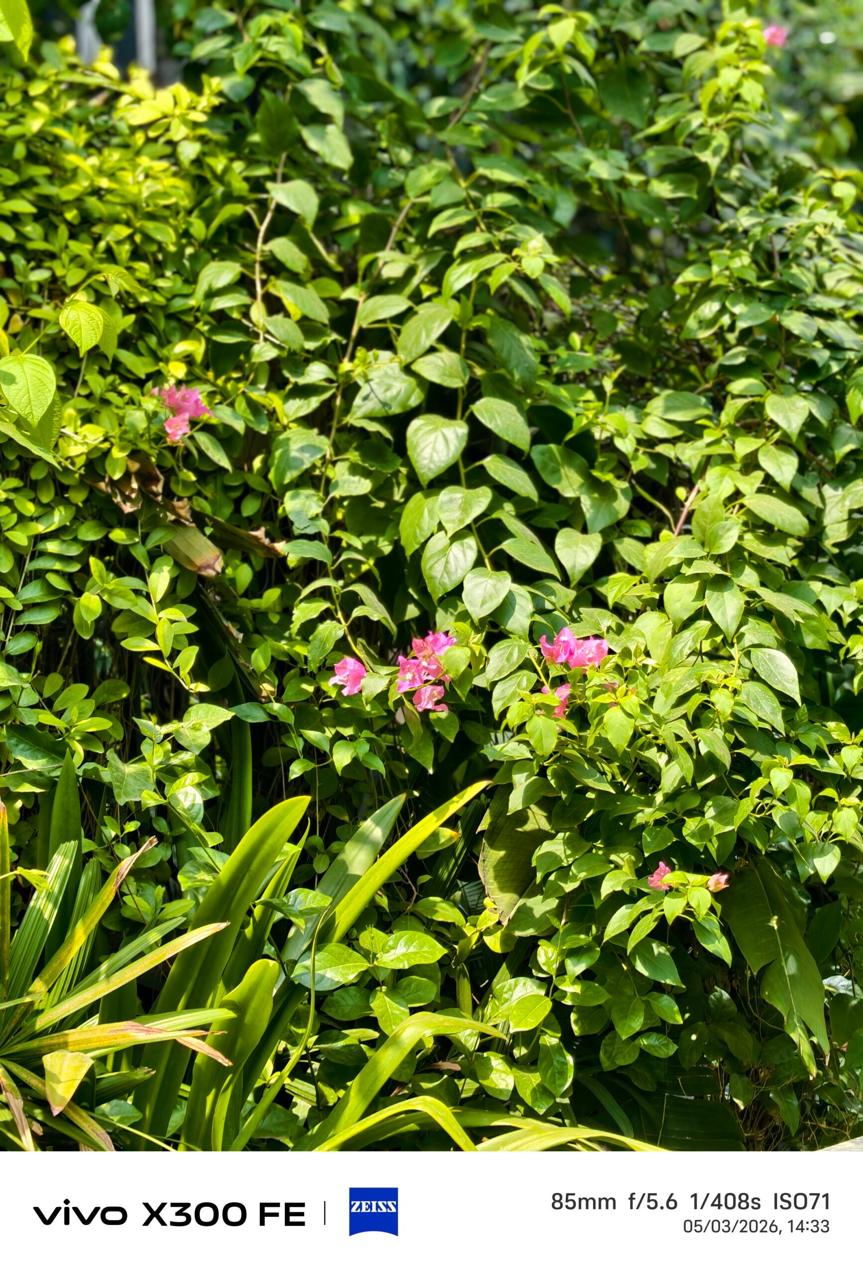Vivo X300 FE Camera Samples