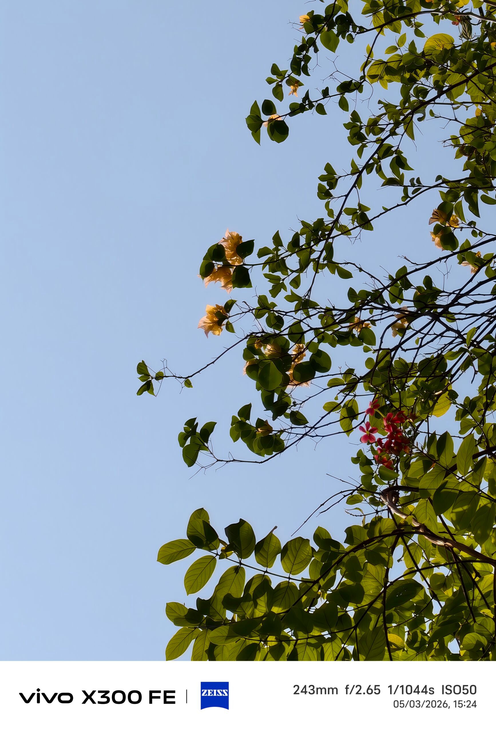 Leaf, Plant, Tree