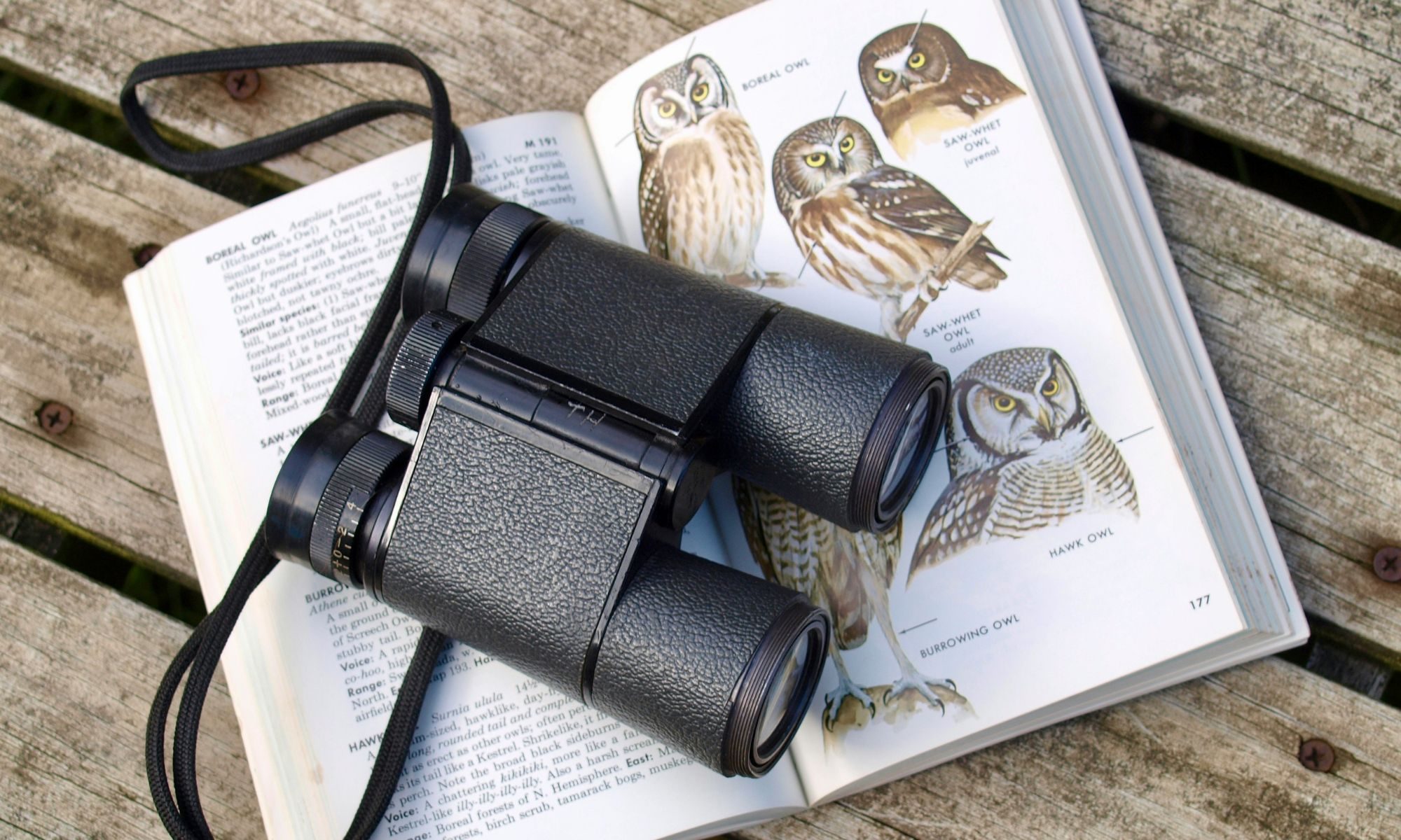 Birdwatching
