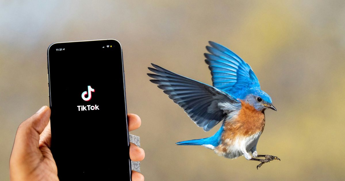 Forget doomscrolling, Gen Z is now scrolling for birds on TikTok Forget doomscrolling, Gen Z is now scrolling for birds on TikTok