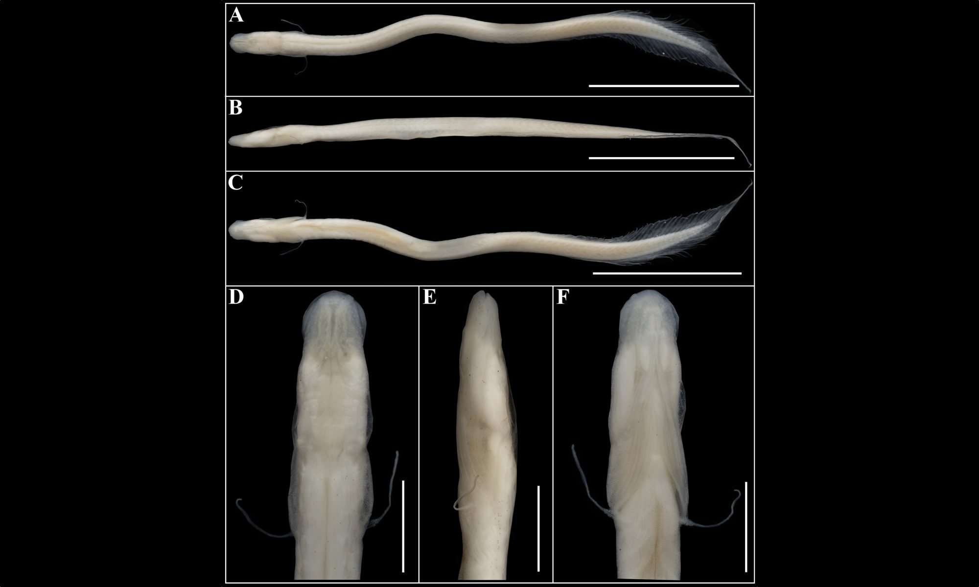 Gangaichthys indonepalicus ct scan