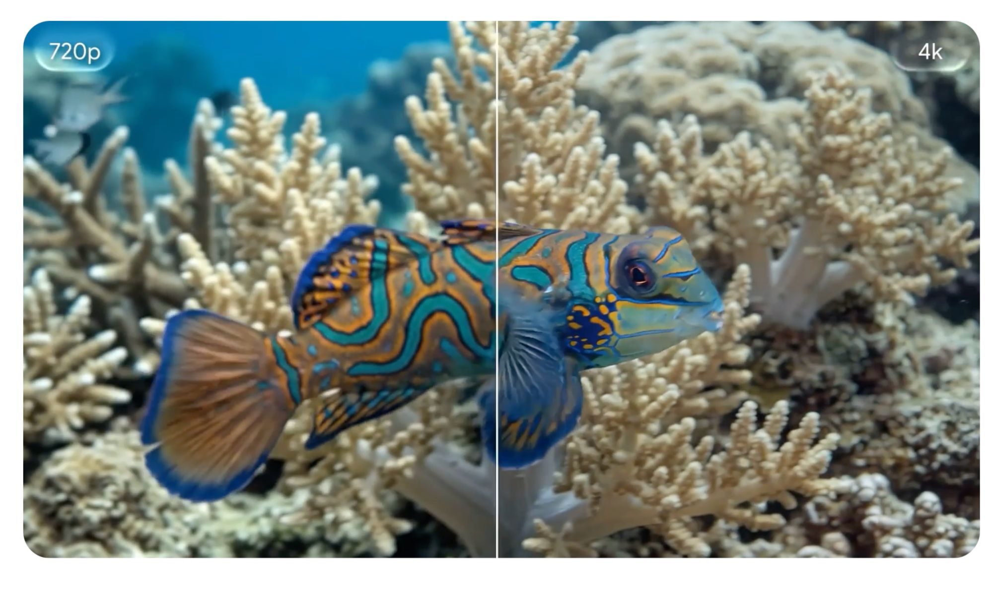 Aquatic, Water, Animal