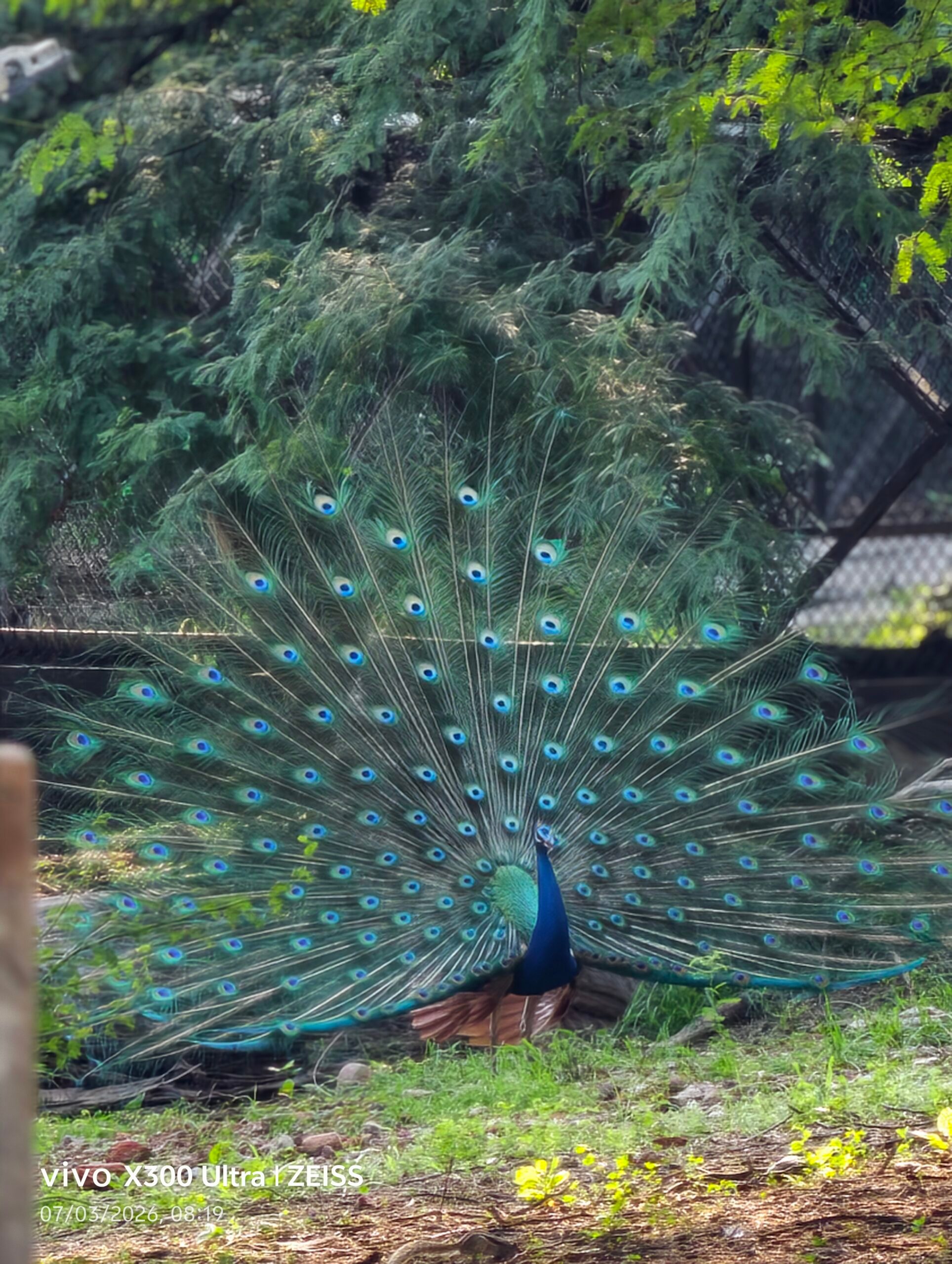 Animal, Bird, Peacock