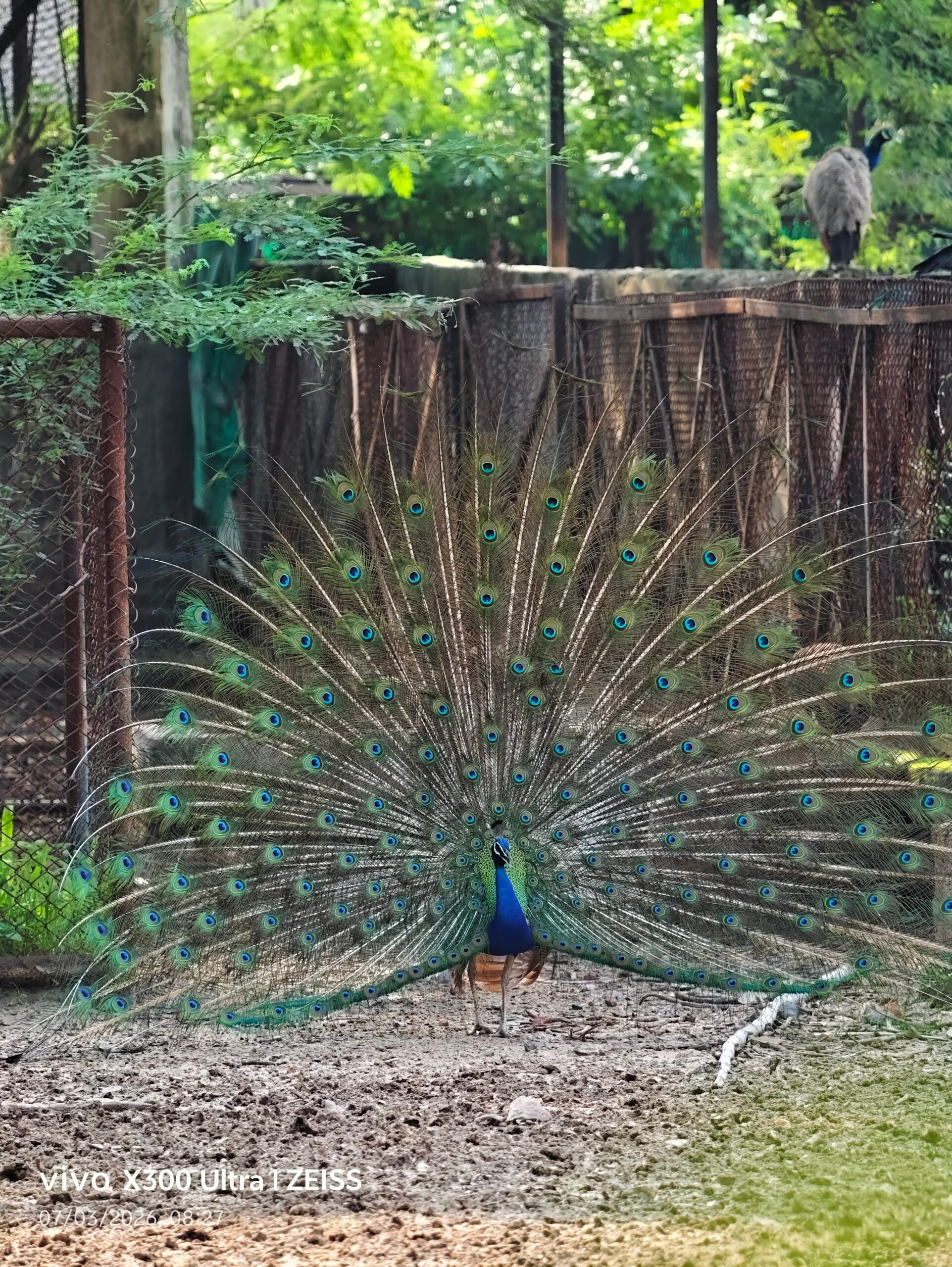 Animal, Bird, Peacock
